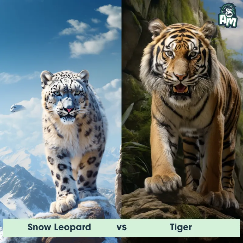 Snow Leopard vs Tiger - Animal Matchup