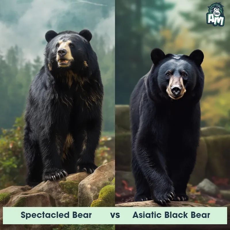 Spectacled Bear vs Asiatic Black Bear - Animal Matchup