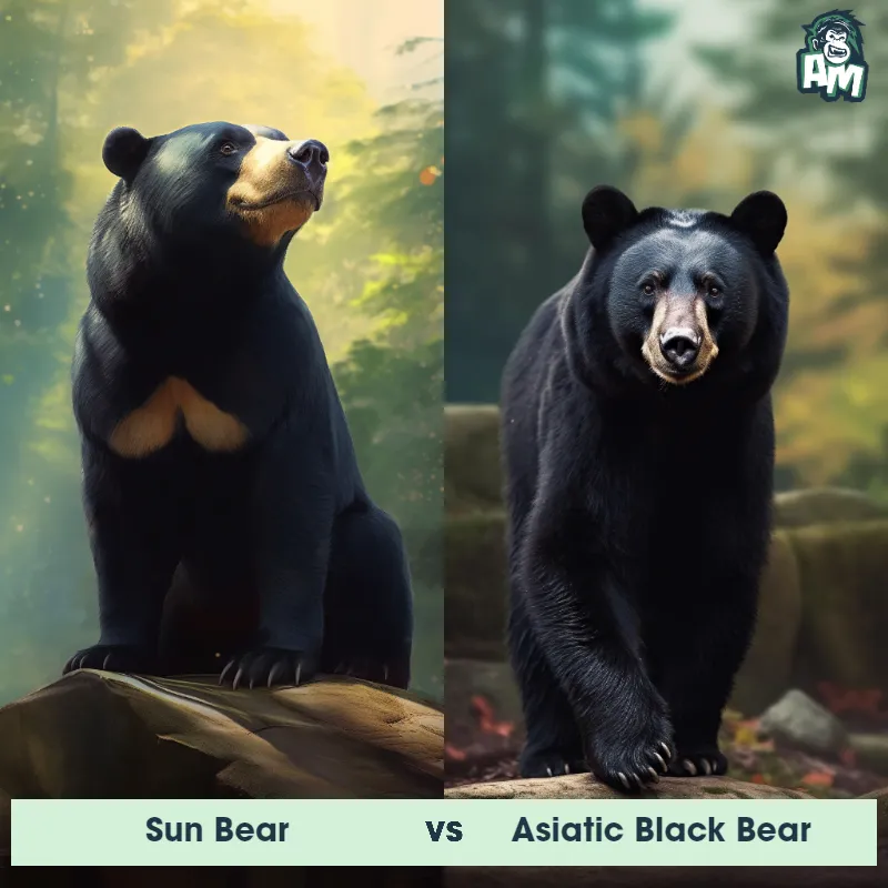 Sun Bear vs Asiatic Black Bear - Animal Matchup