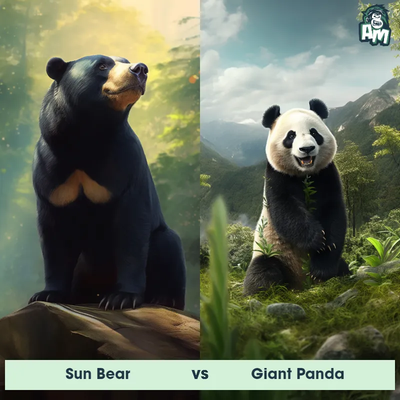 Sun Bear vs Giant Panda - Animal Matchup