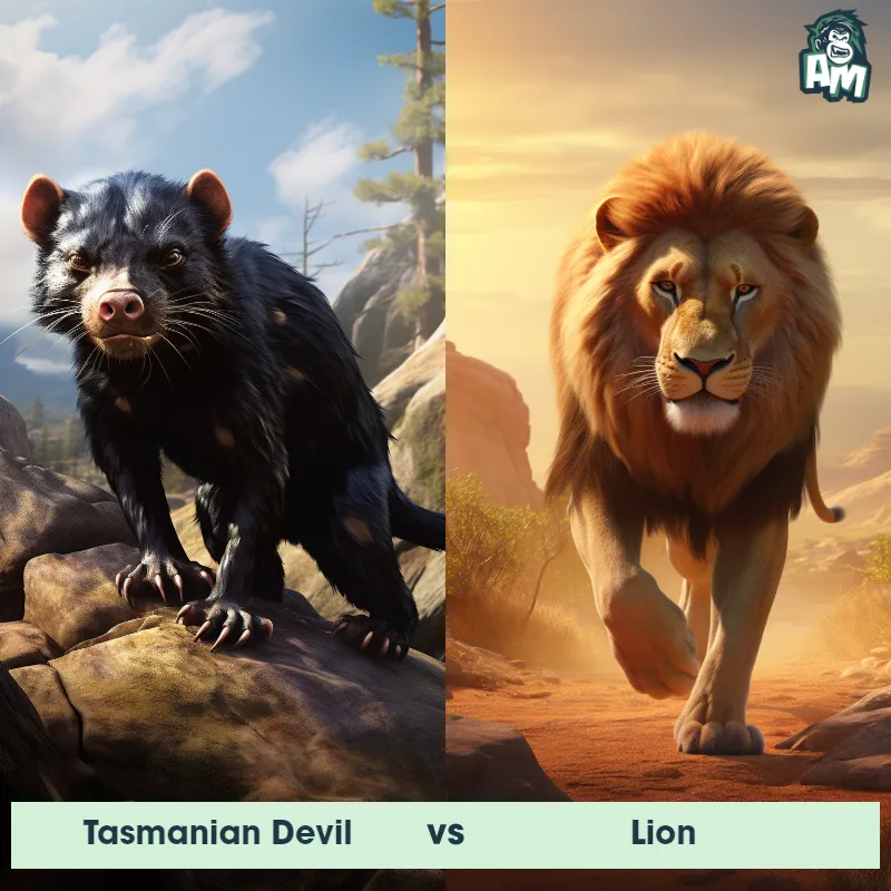 Tasmanian Devil vs Lion - Animal Matchup