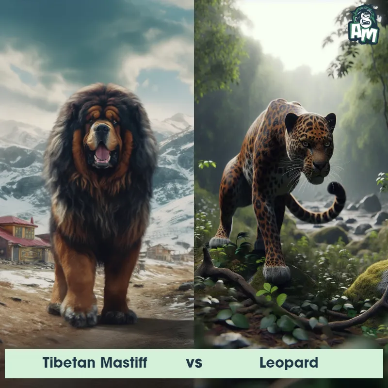 Tibetan Mastiff vs Leopard - Animal Matchup