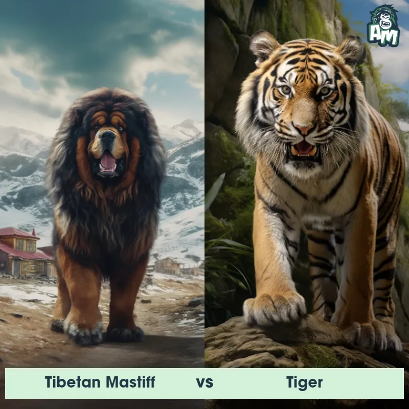 Tibetan Mastiff vs Tiger - Animal Matchup