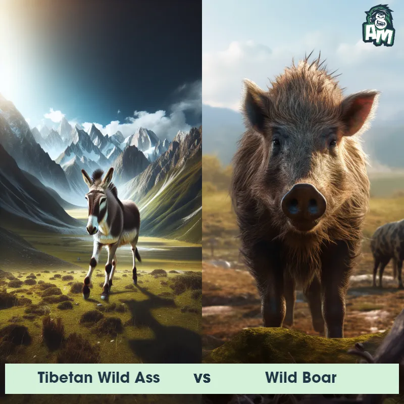 Tibetan Wild Ass vs Wild Boar - Animal Matchup