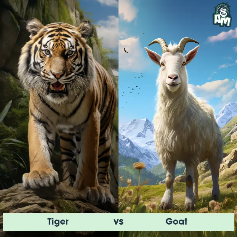 Tiger vs Goat - Animal Matchup