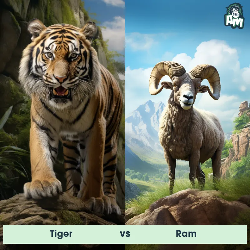 Tiger vs Ram - Animal Matchup