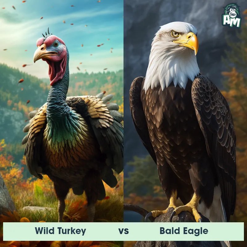 Wild Turkey vs Bald Eagle - Animal Matchup