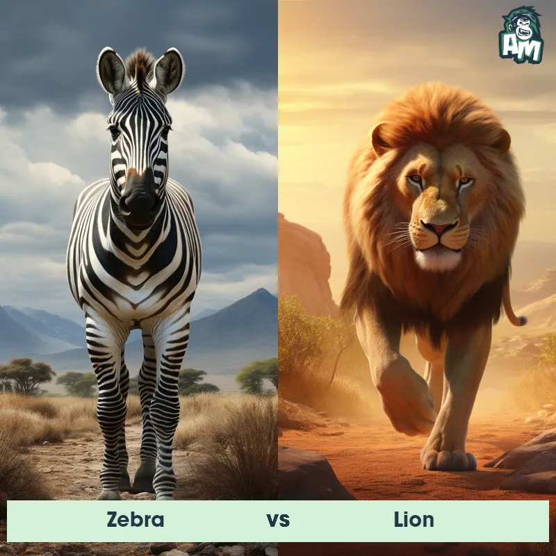 Zebra vs Lion - Animal Matchup